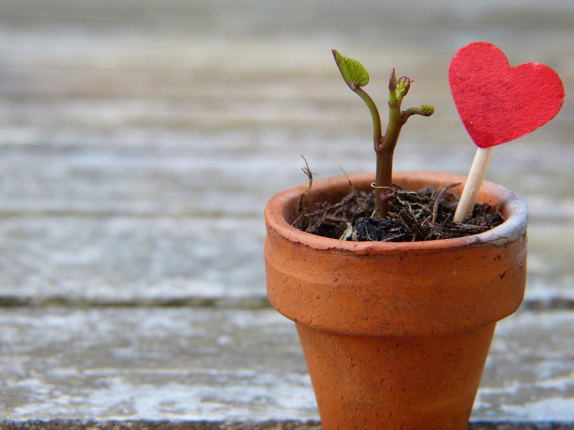 Plantje met hartje