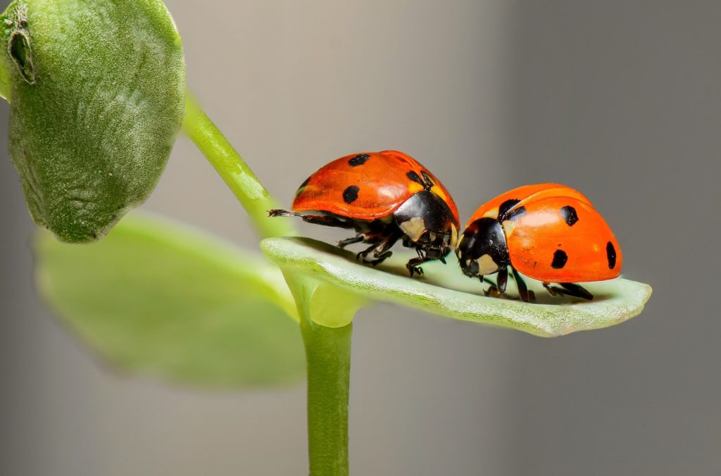 Natuur lieveheersbeestjes