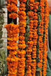 Bloemen India