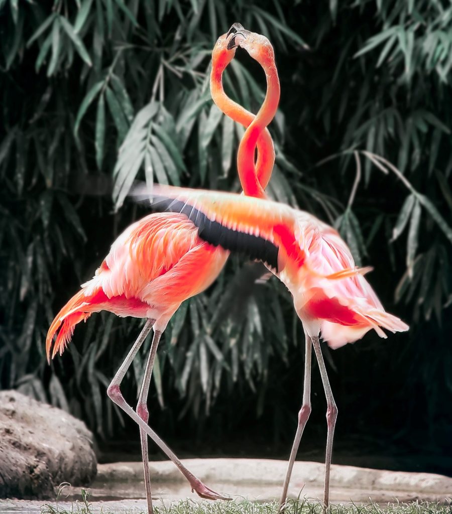 Flamingo's samen
