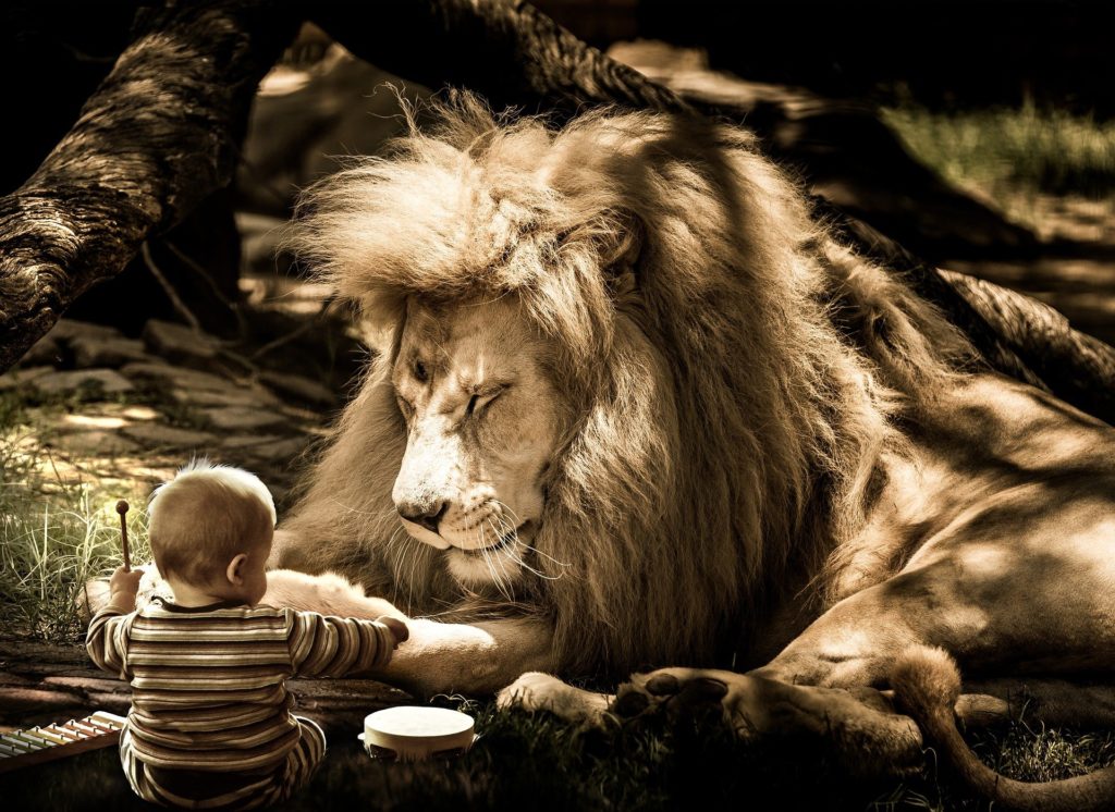 Luisteren leeuw baby