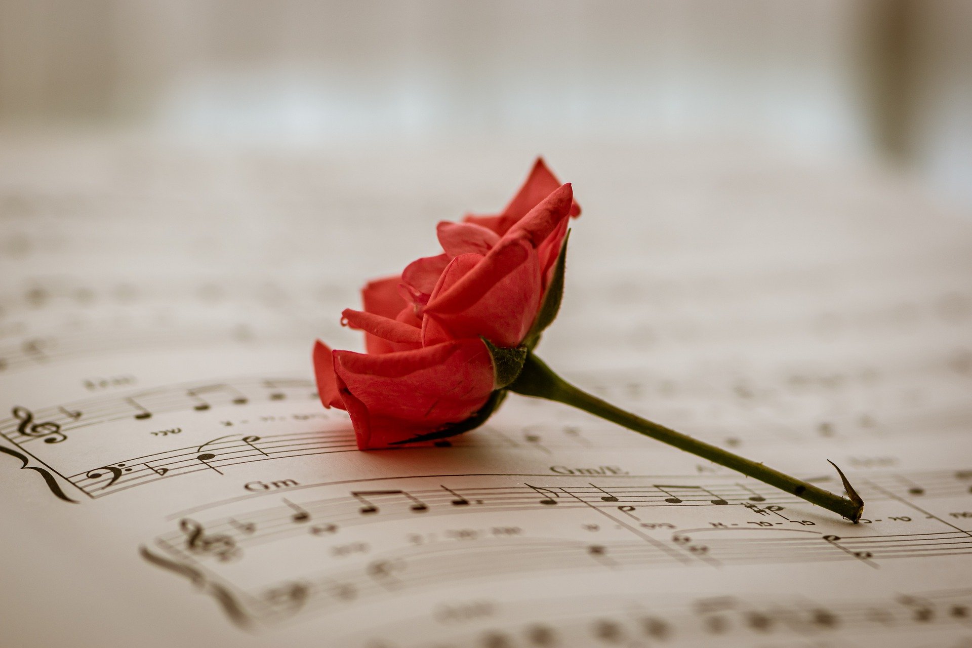 Liefdesliedjes muziek roos