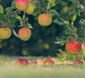 Duurzamer eten appels