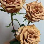 Bloemen rozen