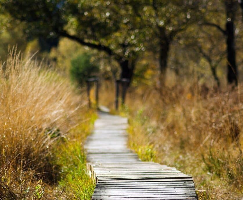 Wandeling bos