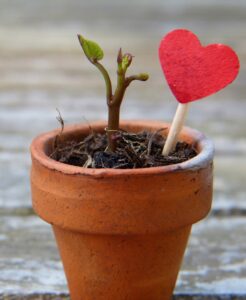 Liefde groeien plant
