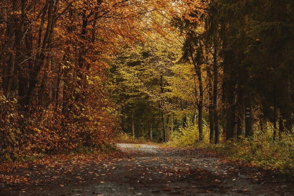 Date ideeën in Amsterdam 7 Een kronkelend pad bedekt met gevallen bladeren loopt door een bos met bomen met levendige herfstkleuren. Zonlicht filtert zachtjes door de takken en creëert een vredige, serene sfeer - perfect voor een wandeling met je ideale partner.