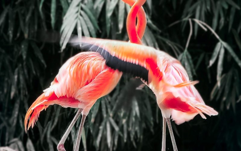 Flamingo's samen
