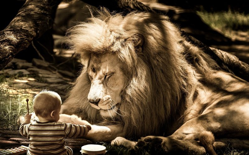 Luisteren leeuw baby